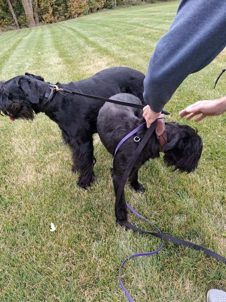 Hudson Hawk von Blackmoore (Axel) and Fyokla vom Gleinalmblick (Flirt) tied on Thursday, October 8, 2026