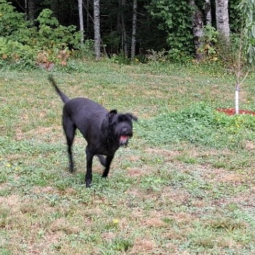 Freshly groomed Qira with the post grooming zoomies
